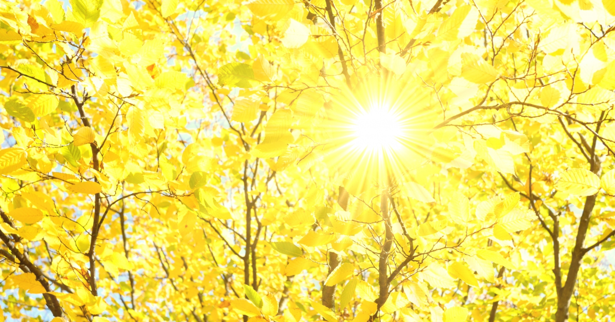 紅葉する木と太陽