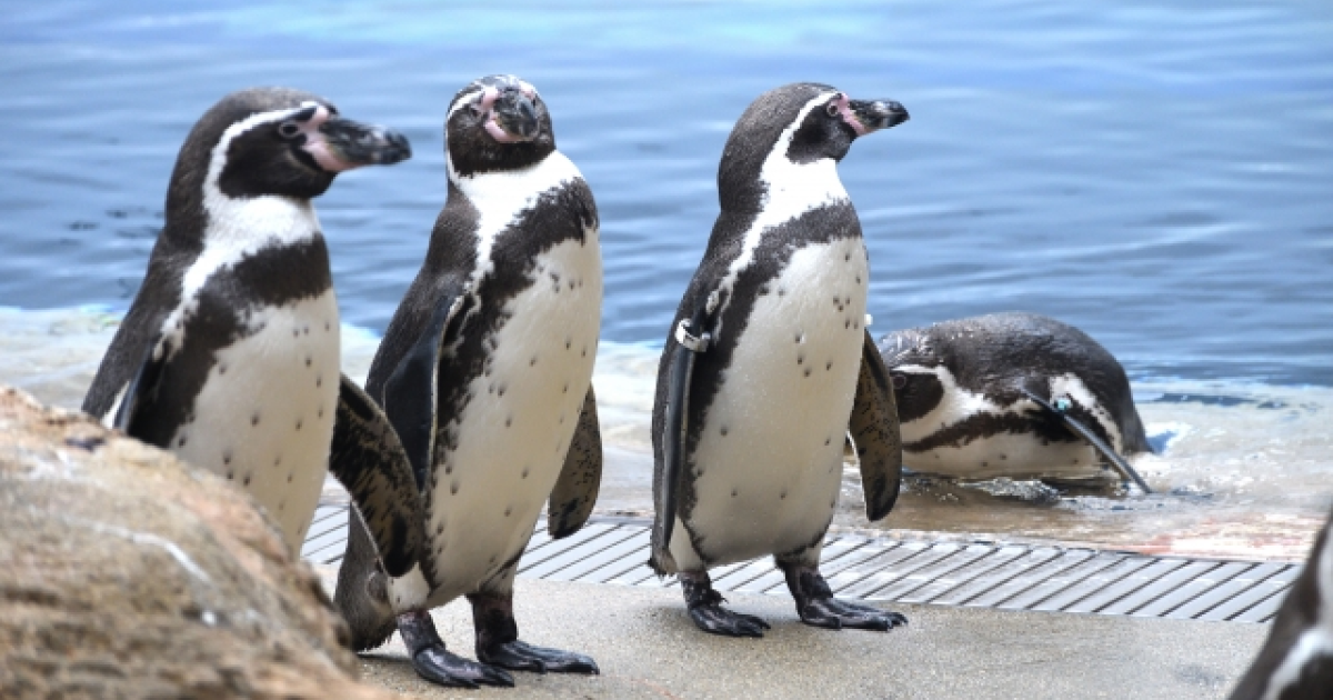 水族館のペンギン